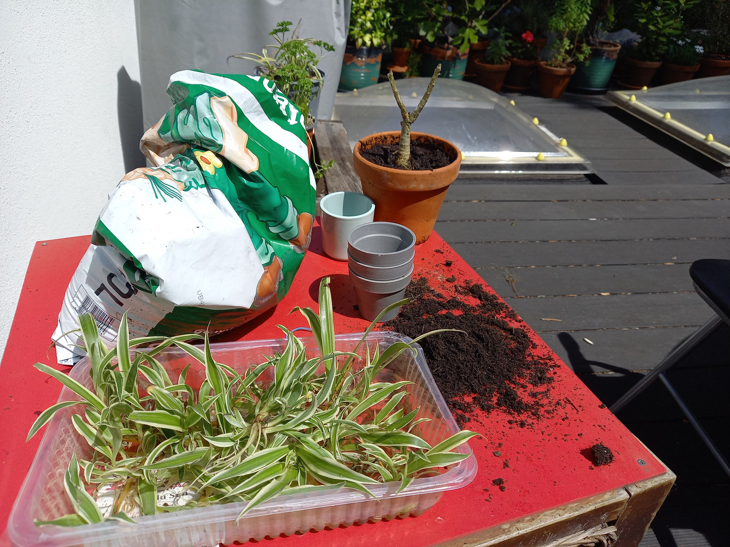 A table with a tray containing baby spider plants and the baobab sapling already planted in the background