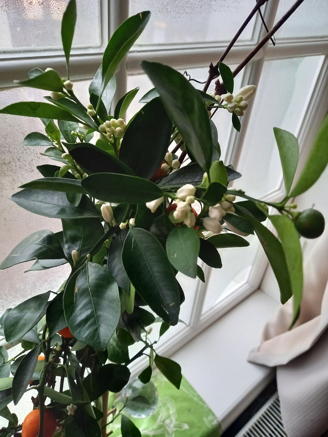 An indonesian mandarin in half bloom