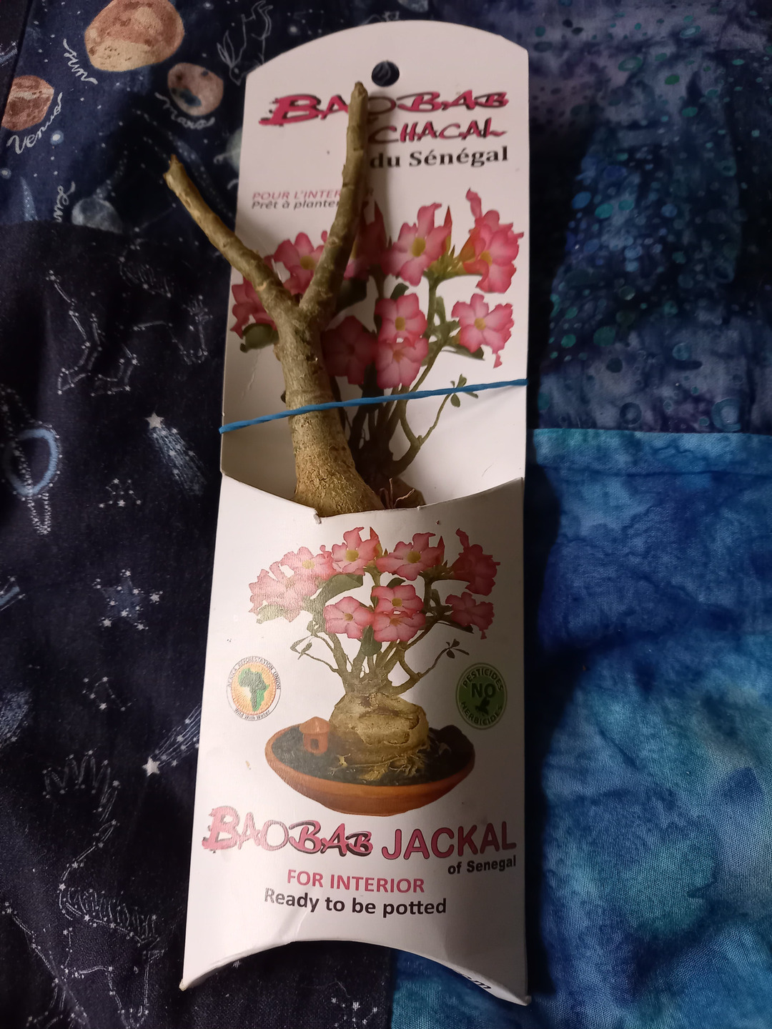 A paper envelope with a baobab jackal sapling peeking from inside