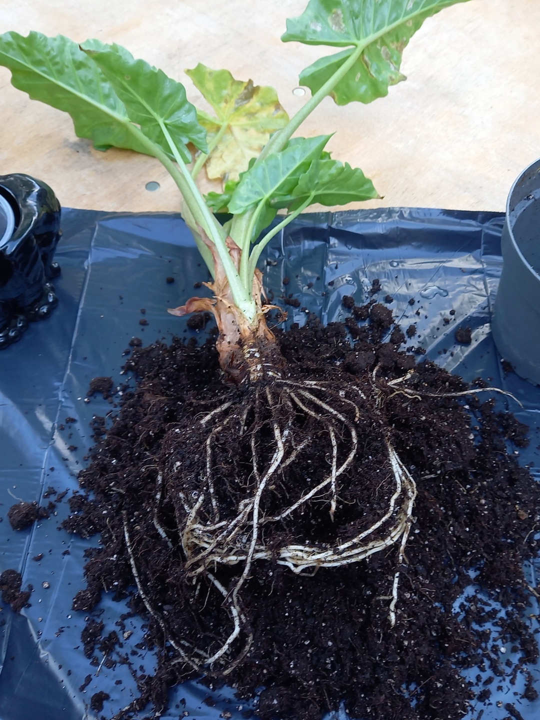 An alocasia half naked, roots exposed, showing its offshoot that will serve as our cutting.