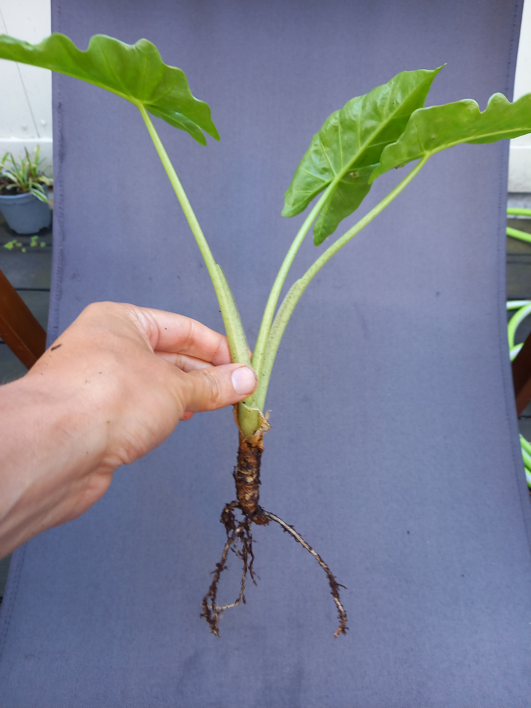 A alocasia cutting, ready to be replanted.